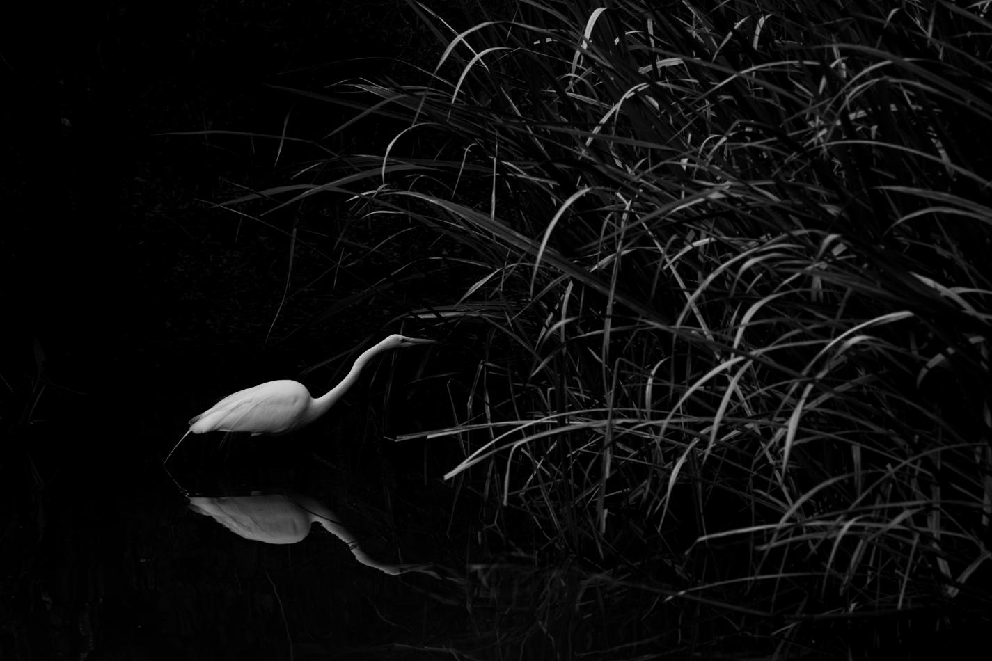A black and white photo of a heron approaching bush.