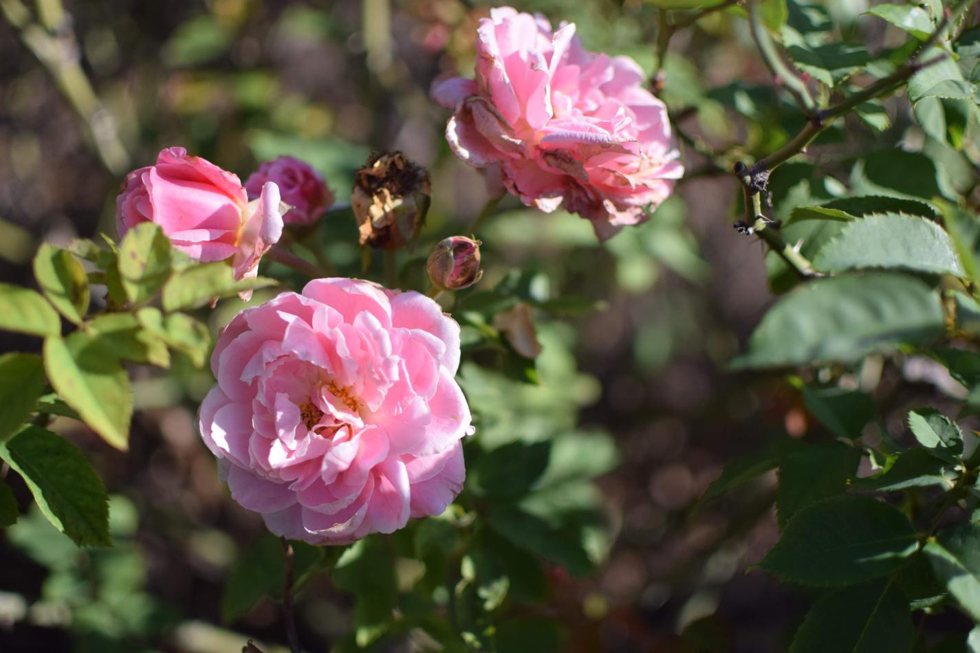 A picture of two pink roses with a shallow depth of field in the background.